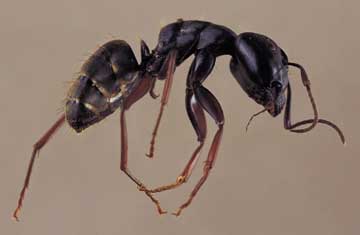 carpenter ant