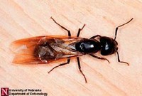Black Carpenter Ant Queen