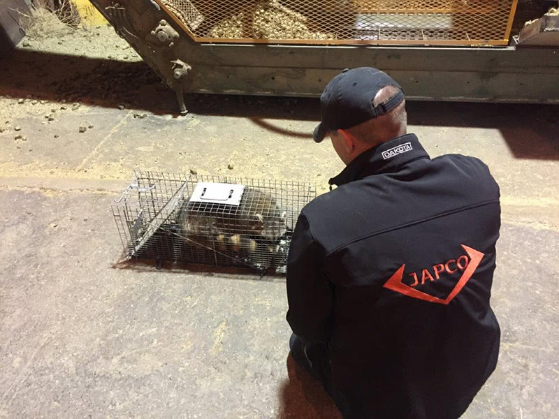 Raccoon Trap