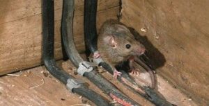 Pest Control Mice